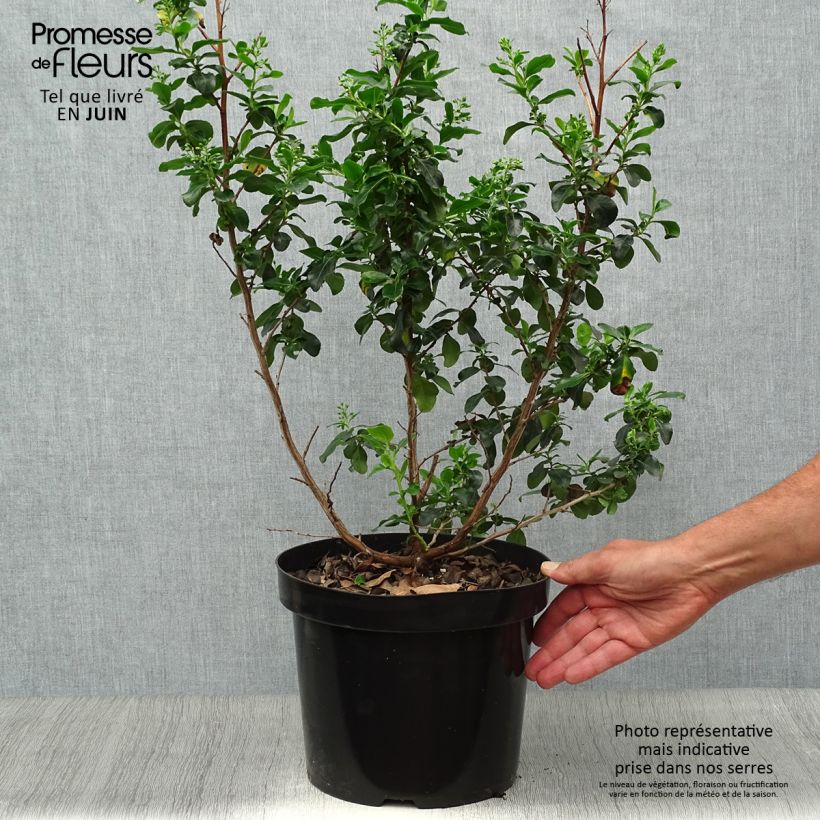Ejemplar de Escallonia Iveyi livré en pot de 7,5L/10L entregado en verano