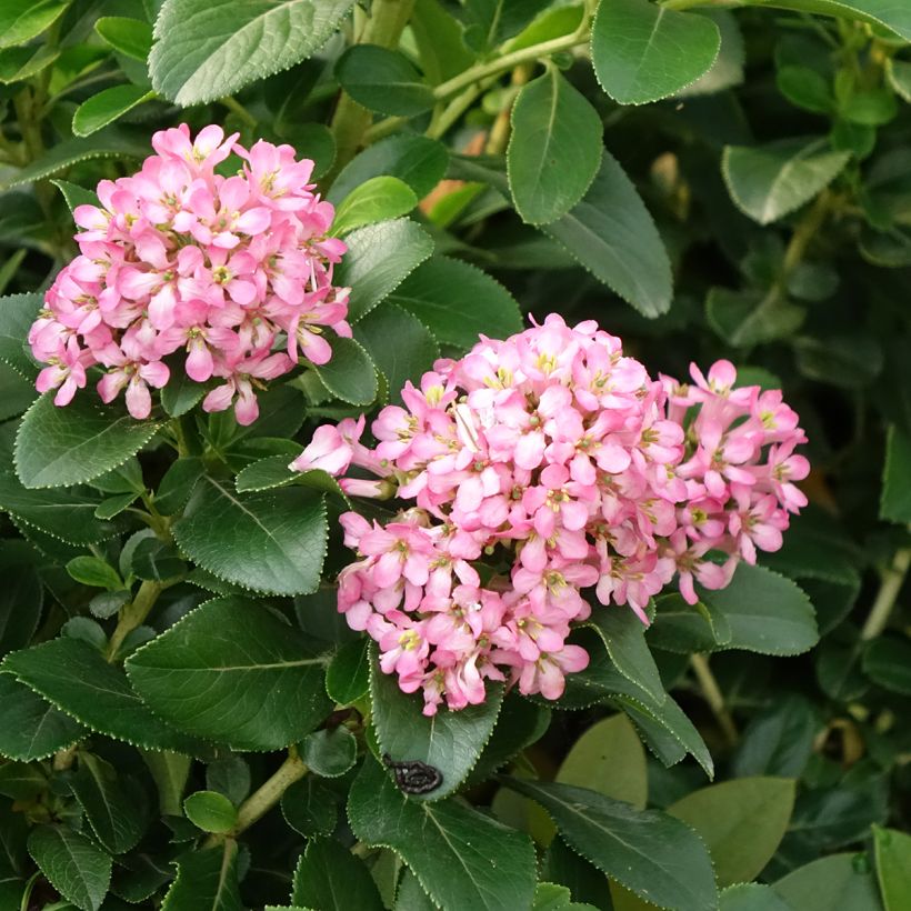 Escallonia laevis Pink Elle Lades (Floración)