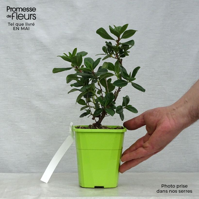 Escallonia laevis Pink Elle Lades Maceta 1L/1,5L Ejemplar entregado en la primavera