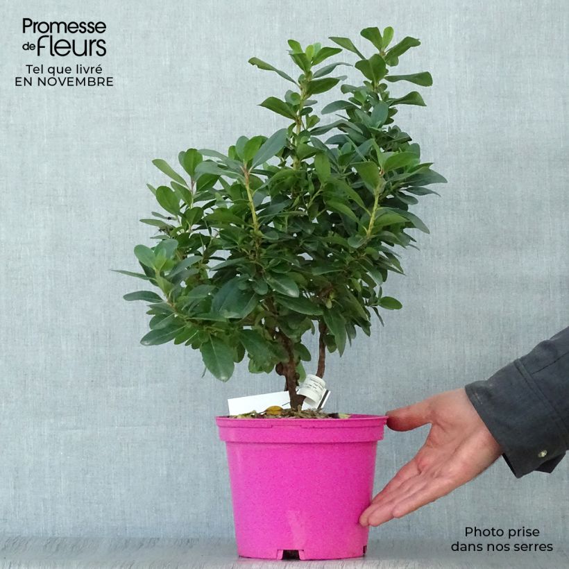 Ejemplar de Escallonia laevis Pink Elle Lades Maceta 2L/3L entregado en otoño