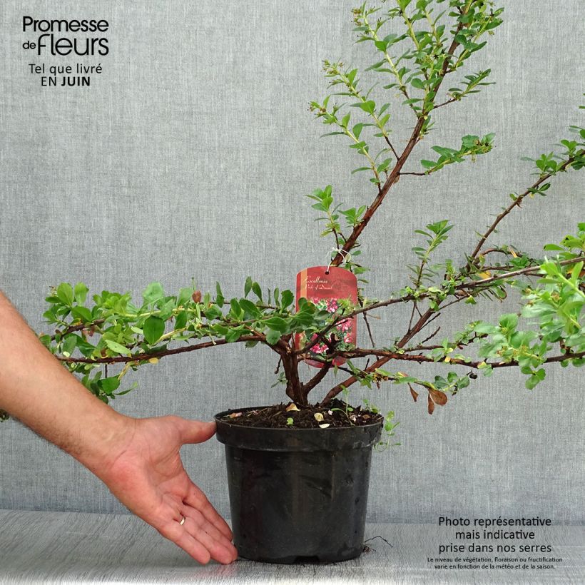Ejemplar de Escallonia Pride of Donard Pot de 2L/3L entregado en verano