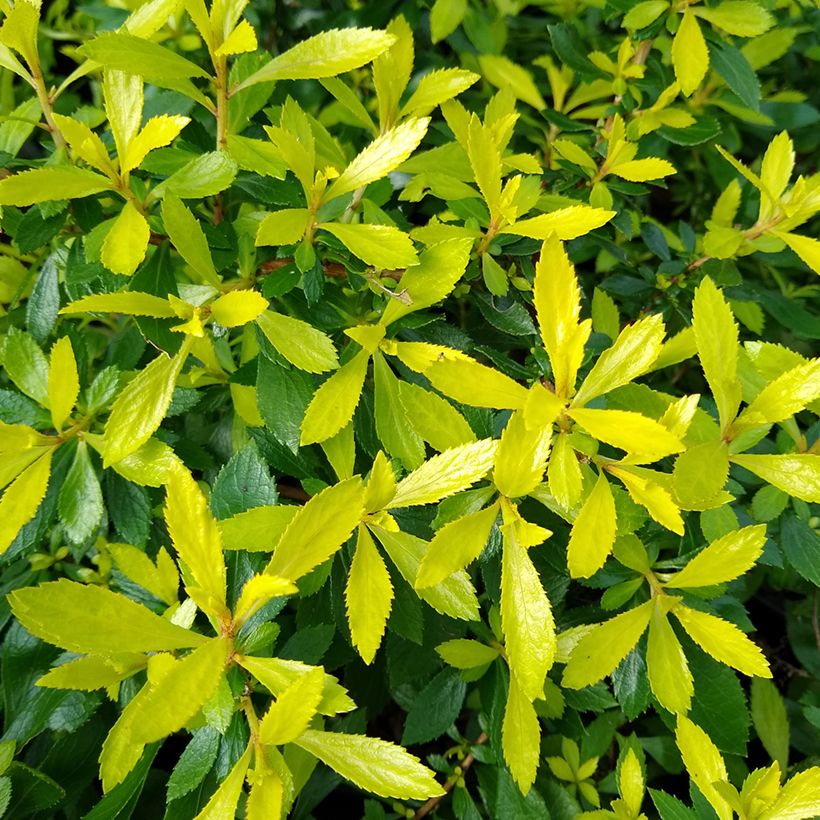 Escallonia Golden Carpet (Follaje)