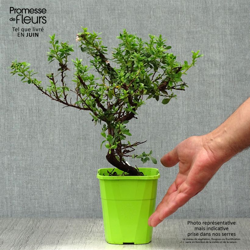 Ejemplar de Escallonia Show Stopper Maceta 3L/4L entregado en verano
