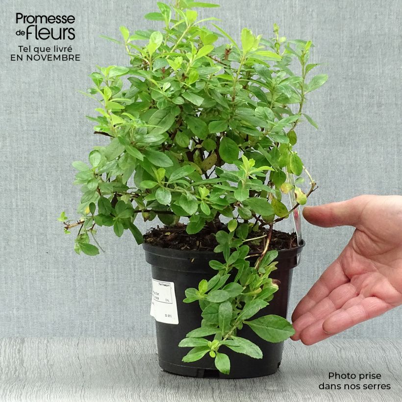 Ejemplar de Escallonia laevis Gold Ellen Maceta 2L/3L entregado en otoño