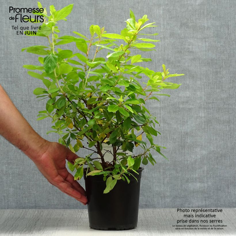 Ejemplar de Escallonia laevis Gold Ellen Pot de 2L/3L entregado en verano
