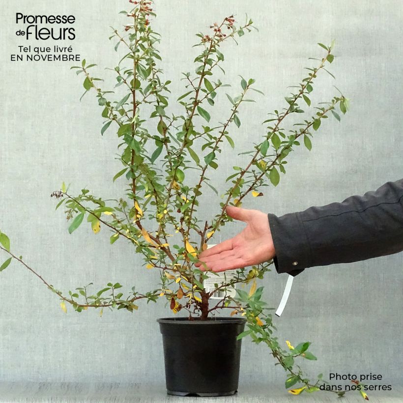 Ejemplar de Escallonia rubra var. macrantha Crimson Spire Maceta 2L/3L entregado en otoño