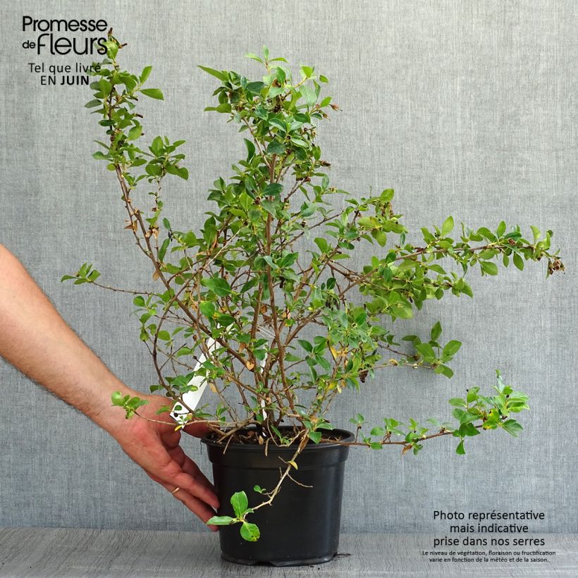 Ejemplar de Escallonia rubra var. macrantha Maceta 3L/4L entregado en verano