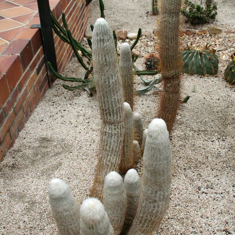 Cactus - Espostoa churinensis (Porte)
