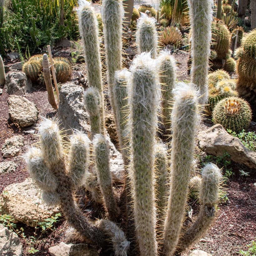 Cactus - Espostoa lanata (Porte)
