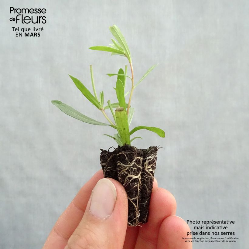 Estragón Tolergon - Artemisia dracunculus minicepellón: Ø 3/4 cm Ejemplar entregado en la primavera