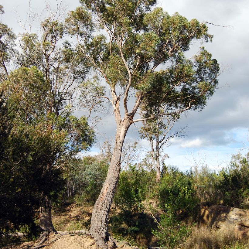 Eucalyptus amygdalina (Porte)