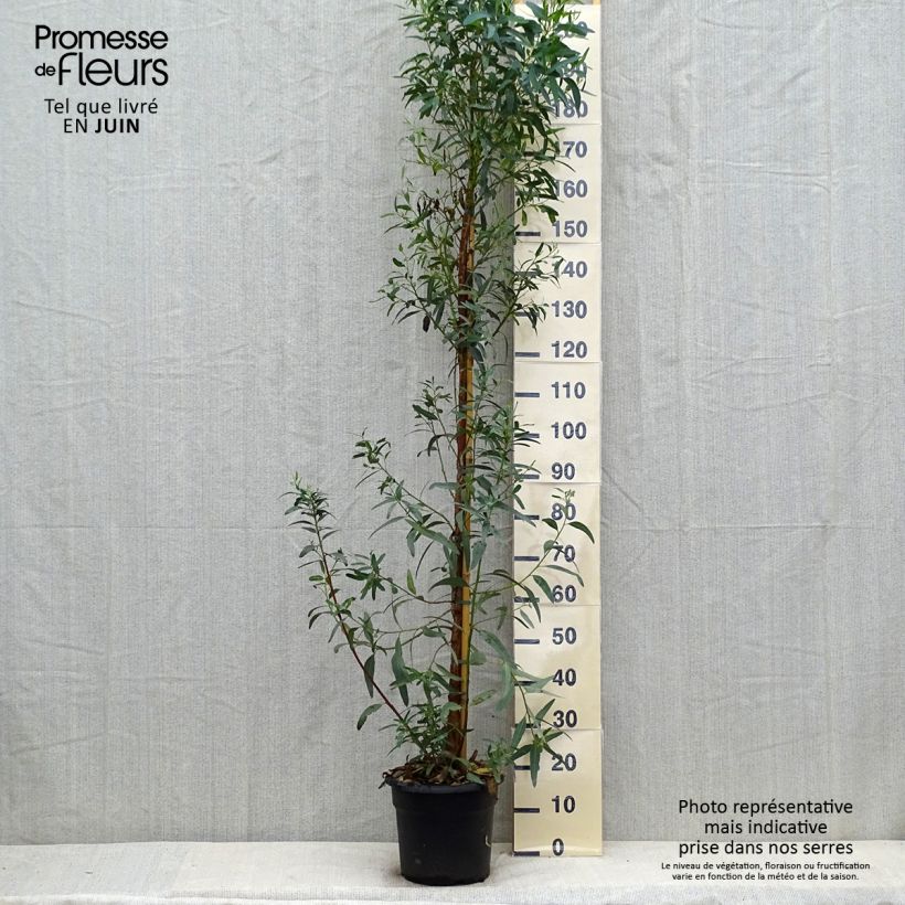 Ejemplar de Eucalyptus camaldulensis Rostrata - Eucalipto rojo Maceta 7,5L/10LAltura de entrega aprox. 170/200cm entregado en verano