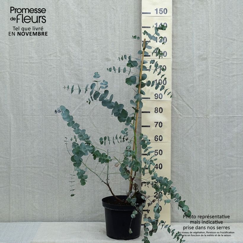 Ejemplar de Eucalyptus cinerea Silver Dollar Maceta 2L/3L entregado en otoño