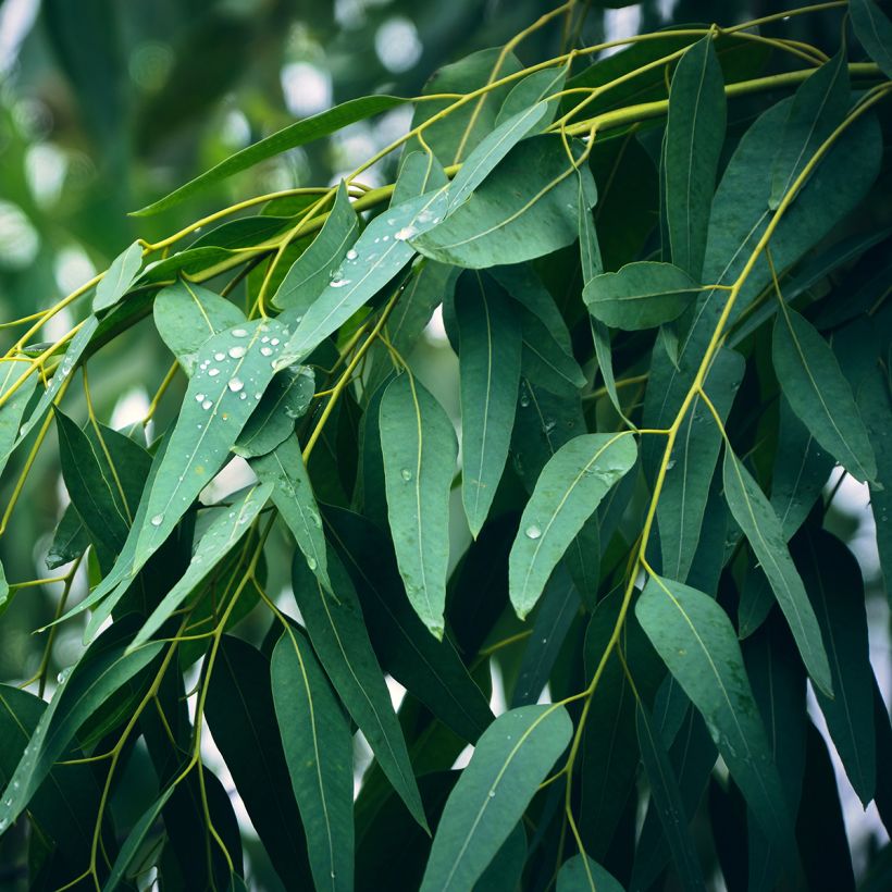 Eucalyptus globulus - Eucalipto macho (Follaje)