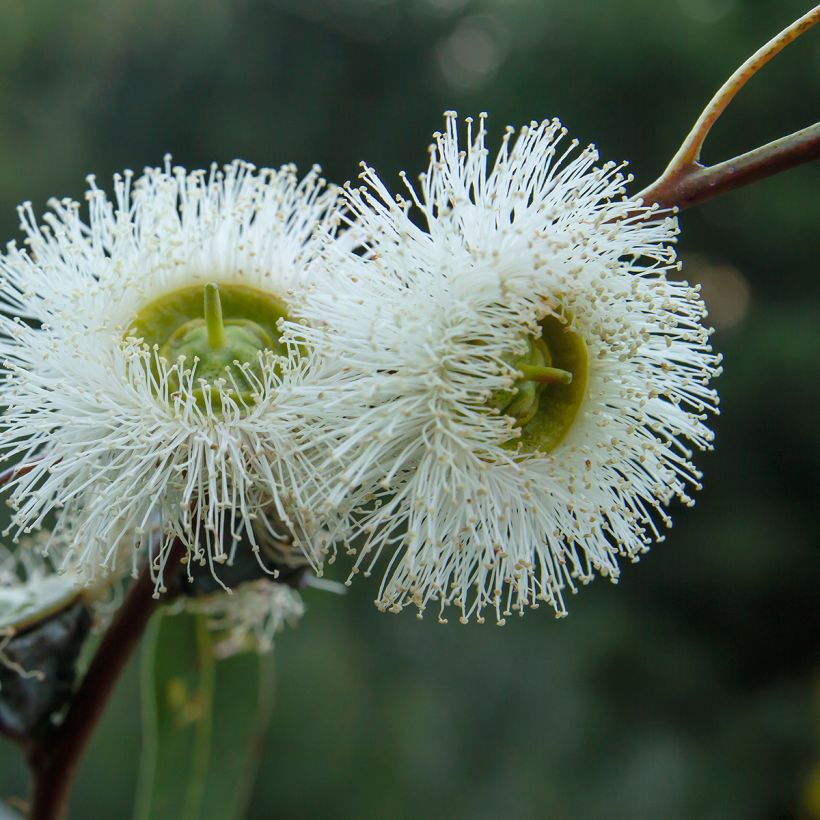 Eucalyptus globulus - Eucalipto macho (Floración)