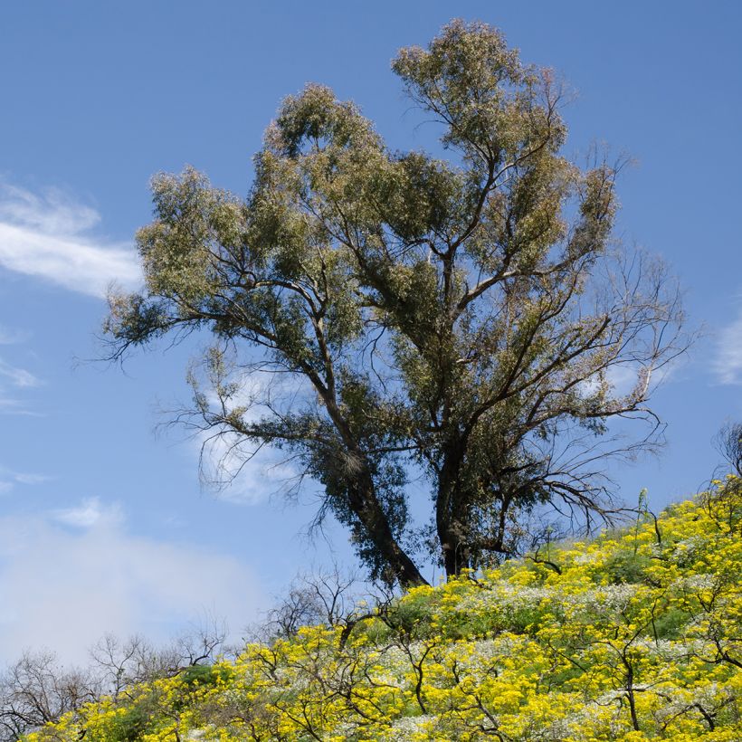 Eucalyptus globulus - Eucalipto macho (Porte)