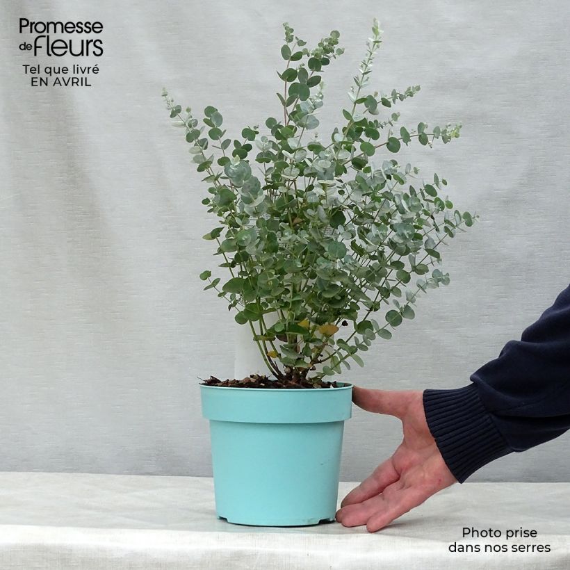 Eucalyptus gunnii Azura Cagire Maceta 1,5L/2LAltura de entrega aprox. 25/30cm Ejemplar entregado en la primavera
