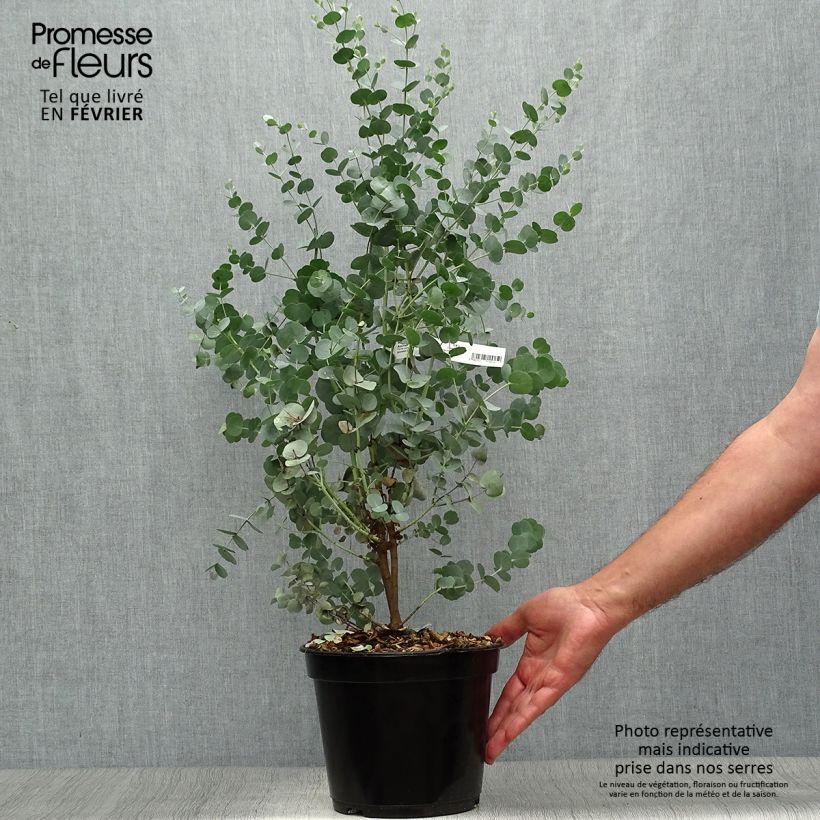 Ejemplar de Eucalyptus gunnii Azura Cagire Maceta 3L/4L entregado en otoño