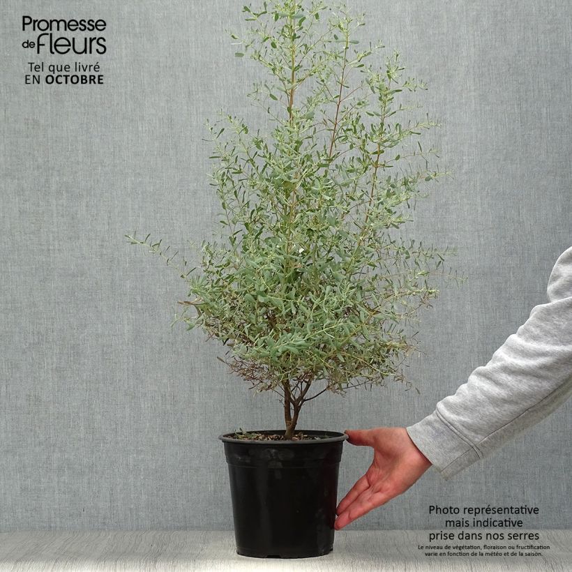 Ejemplar de Eucalyptus gunnii France Bleu Rengun Maceta 3L/4L entregado en otoño