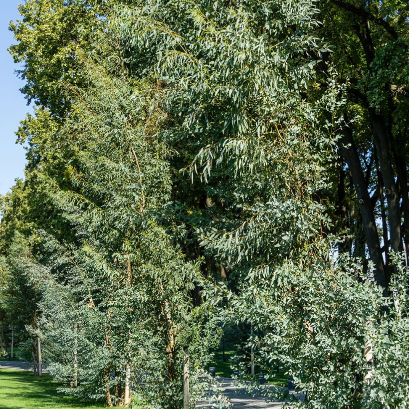 Eucalipto de Gunn - Eucalyptus gunnii (Porte)