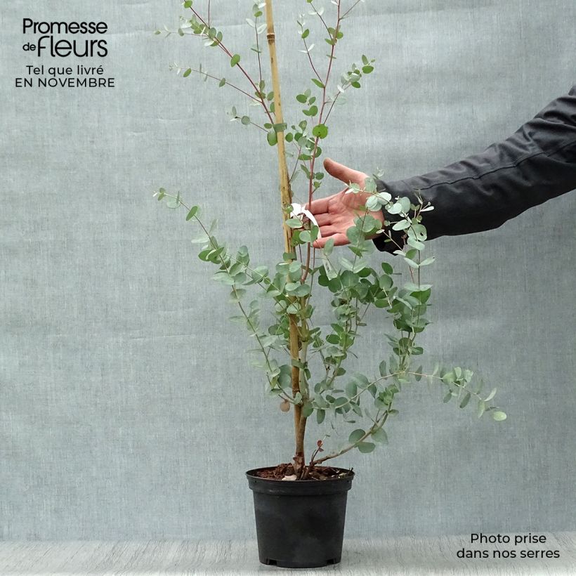 Ejemplar de Eucalyptus gunnii Silverana Maceta 1,5L/2L entregado en otoño