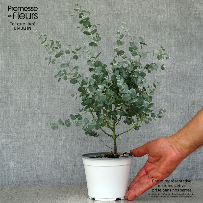 Ejemplar de Eucalipto de Gunn - Eucalyptus gunnii Maceta 1L/1,5L entregado en verano