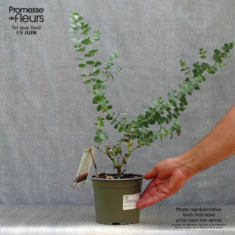 Ejemplar de Eucalipto de Gunn - Eucalyptus gunnii Maceta 2L/3L entregado en verano