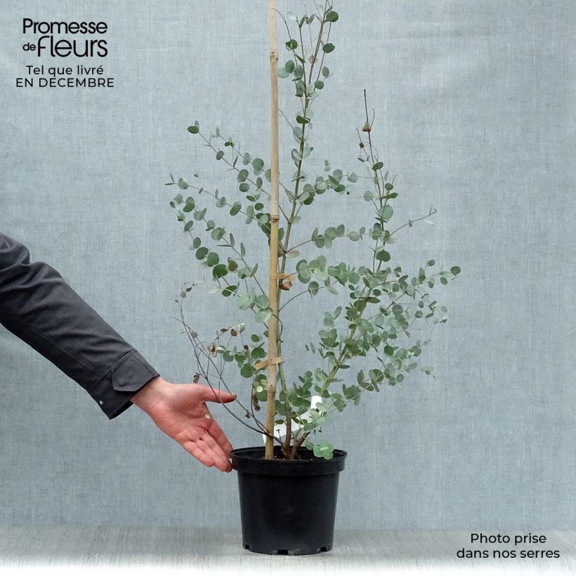 Eucalipto de Gunn - Eucalyptus gunnii Maceta 4L/5L Ejemplar entregado en invierno