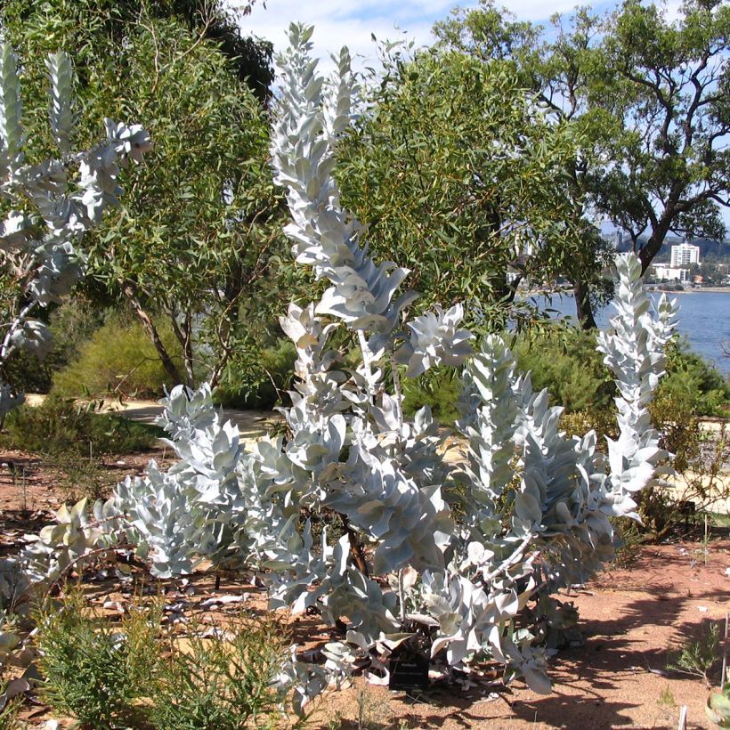 Eucalyptus macrocarpa - Eucalipto de gran fruto (Porte)