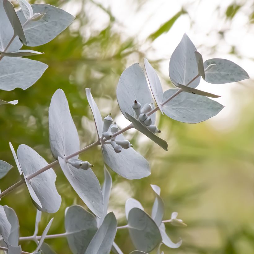 Eucalyptus macrocarpa - Eucalipto de gran fruto (Follaje)