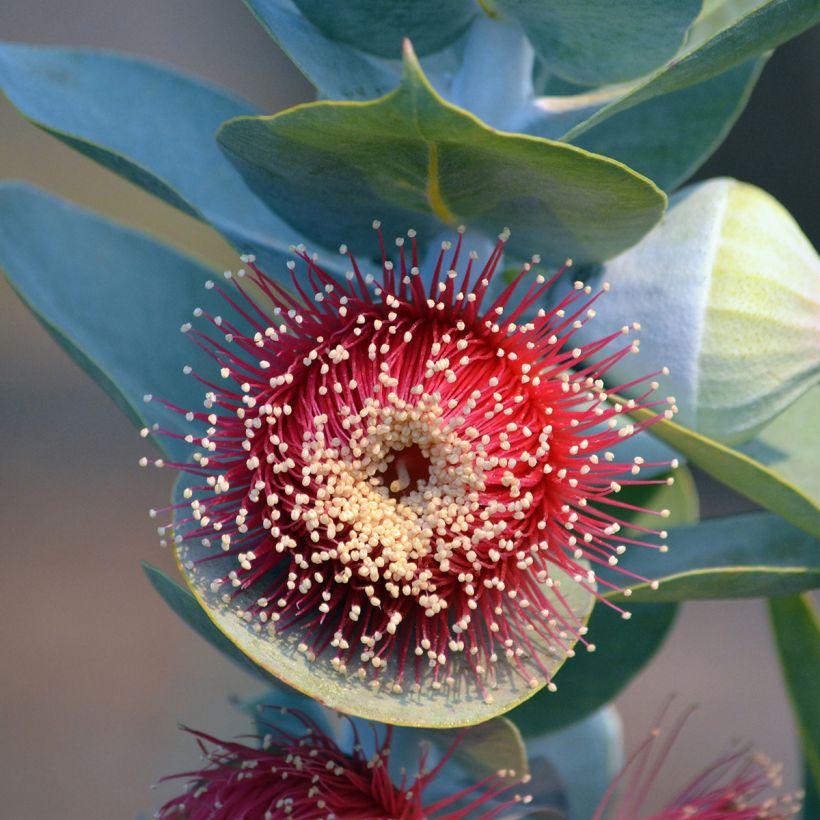 Eucalyptus macrocarpa - Eucalipto de gran fruto (Floración)