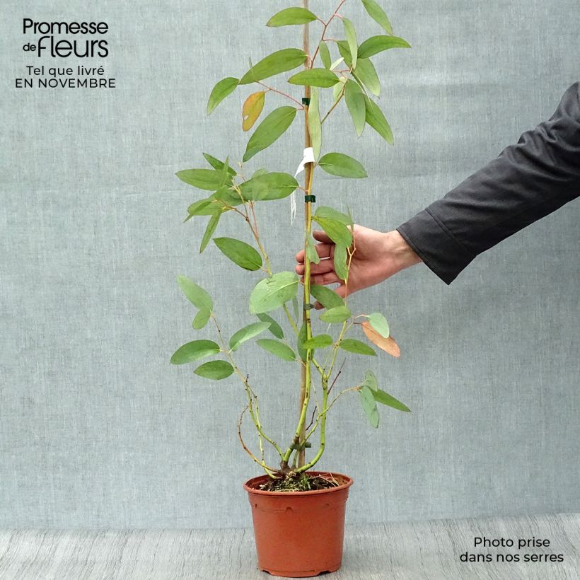 Ejemplar de Eucalyptus pauciflora subsp. niphophila - Eucalipto de las nieves Maceta 3L/4L entregado en otoño