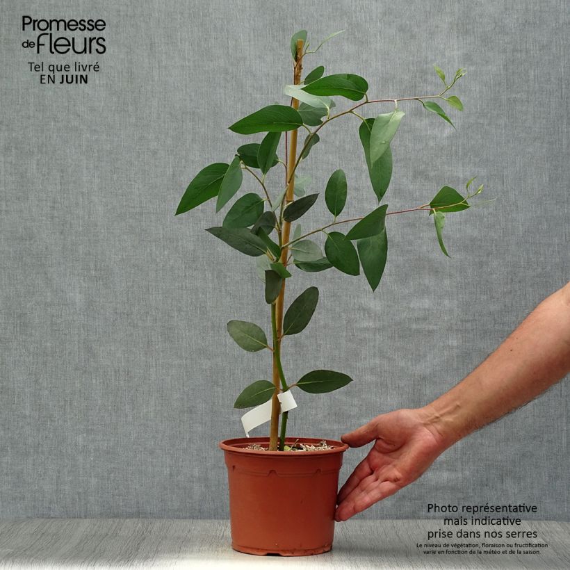 Ejemplar de Eucalyptus pauciflora subsp. niphophila - Eucalipto de las nieves Maceta 3L/4LAltura de entrega aprox. 60/100cm entregado en verano