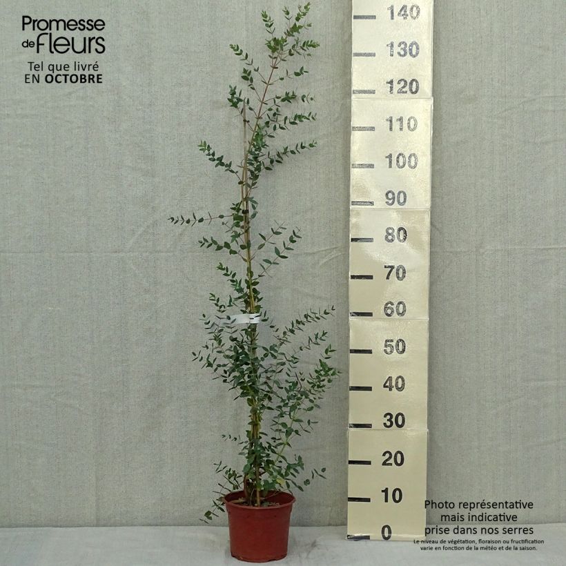 Ejemplar de Eucalyptus parvula - Eucalipto enano Maceta 3L/4L entregado en otoño
