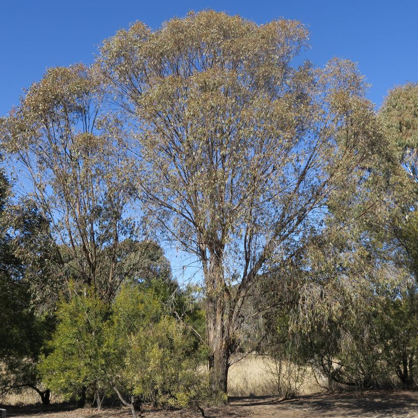 Eucalyptus stellulata Kiandra (Porte)
