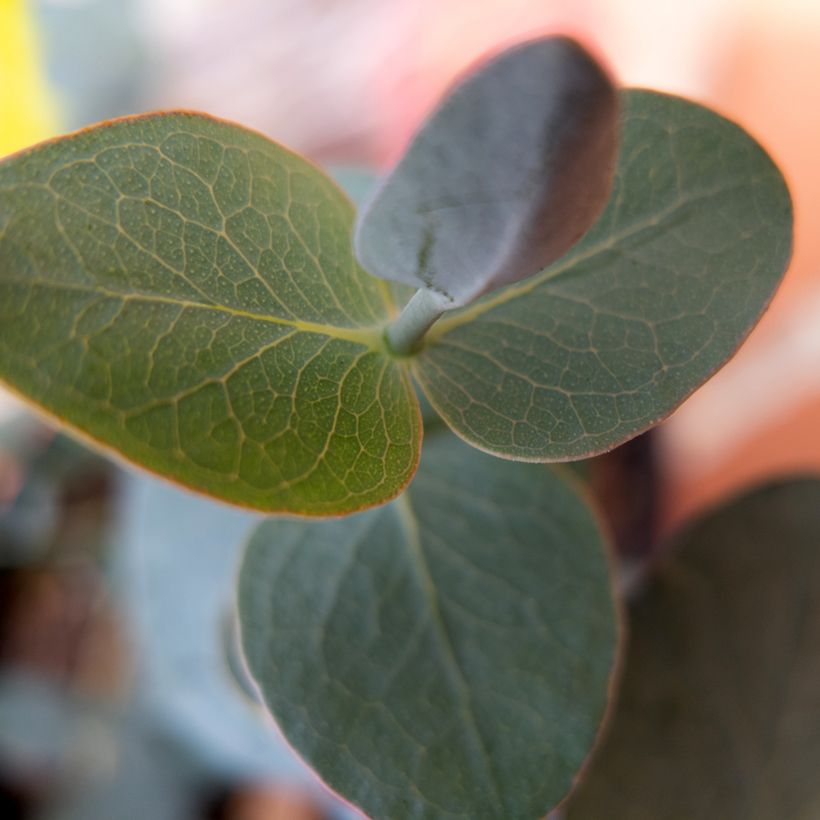 Eucalyptus pulverulenta Baby Blue Spiral (Follaje)