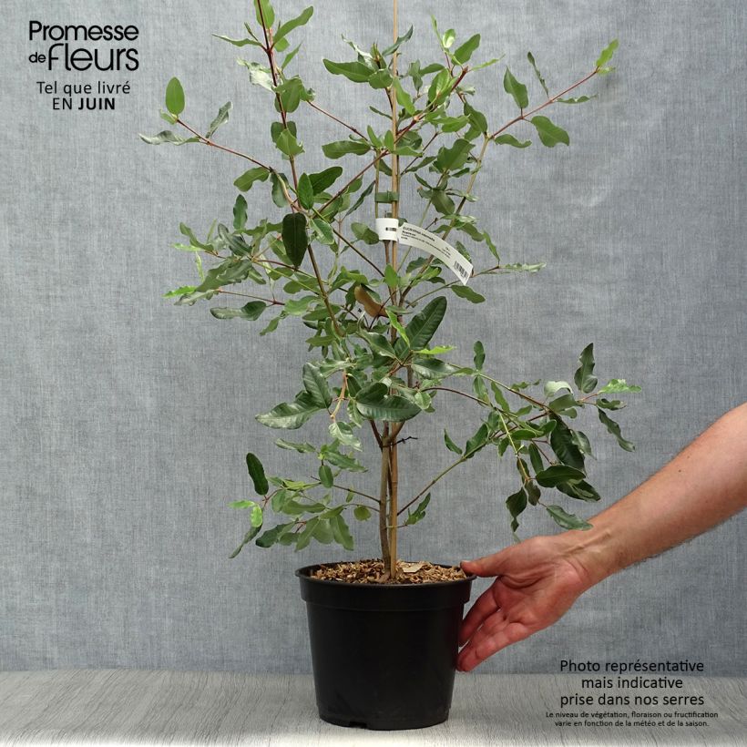 Ejemplar de Eucryphia intermedia Rostrevor Maceta 3L/4L entregado en verano