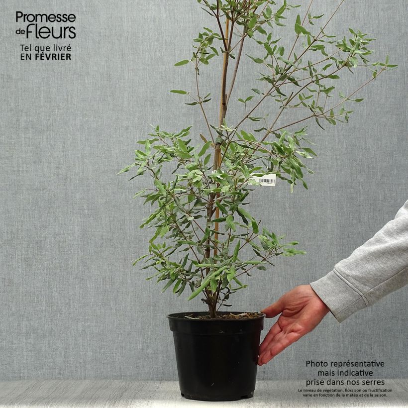 Ejemplar de Eucryphia lucida Ballerina Maceta 4L/5L entregado en otoño