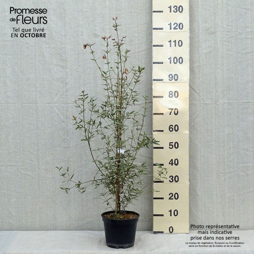 Ejemplar de Eucryphia lucida Gilt Edge Maceta 4L/5L entregado en otoño