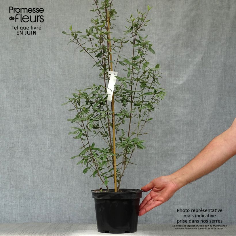 Ejemplar de Eucryphia lucida Pink cloud Pot de 4L entregado en verano