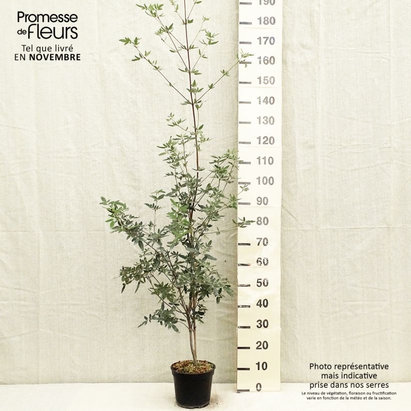 Ejemplar de Eucryphia moorei - Palo rosa Maceta 4L/5L entregado en otoño
