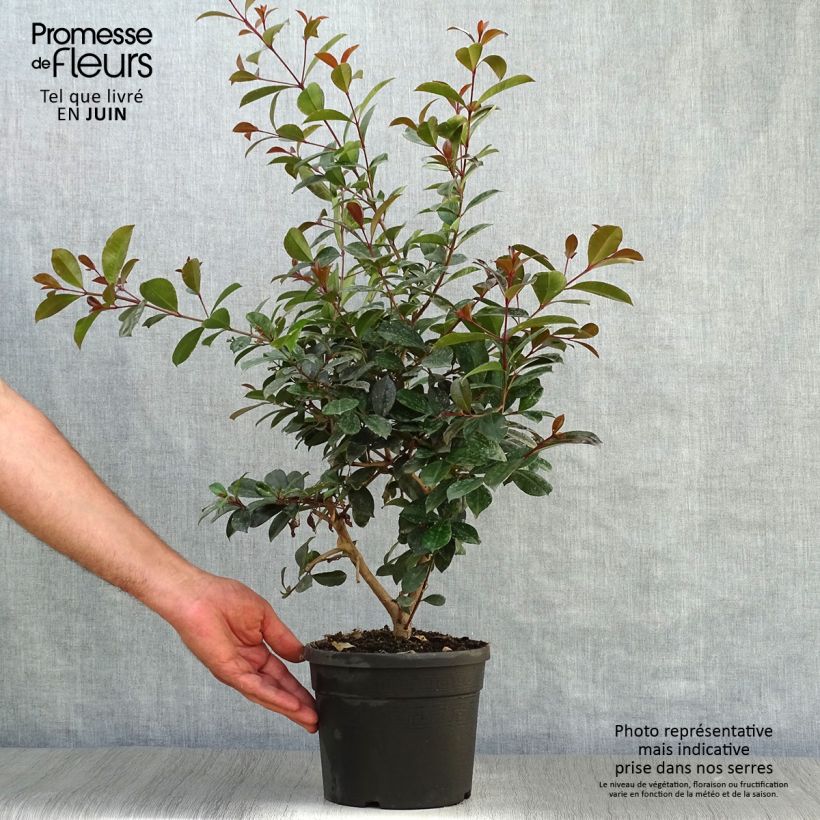Ejemplar de Eugenia uniflora Etna Fire - Pitanga Maceta 3L/4L entregado en verano