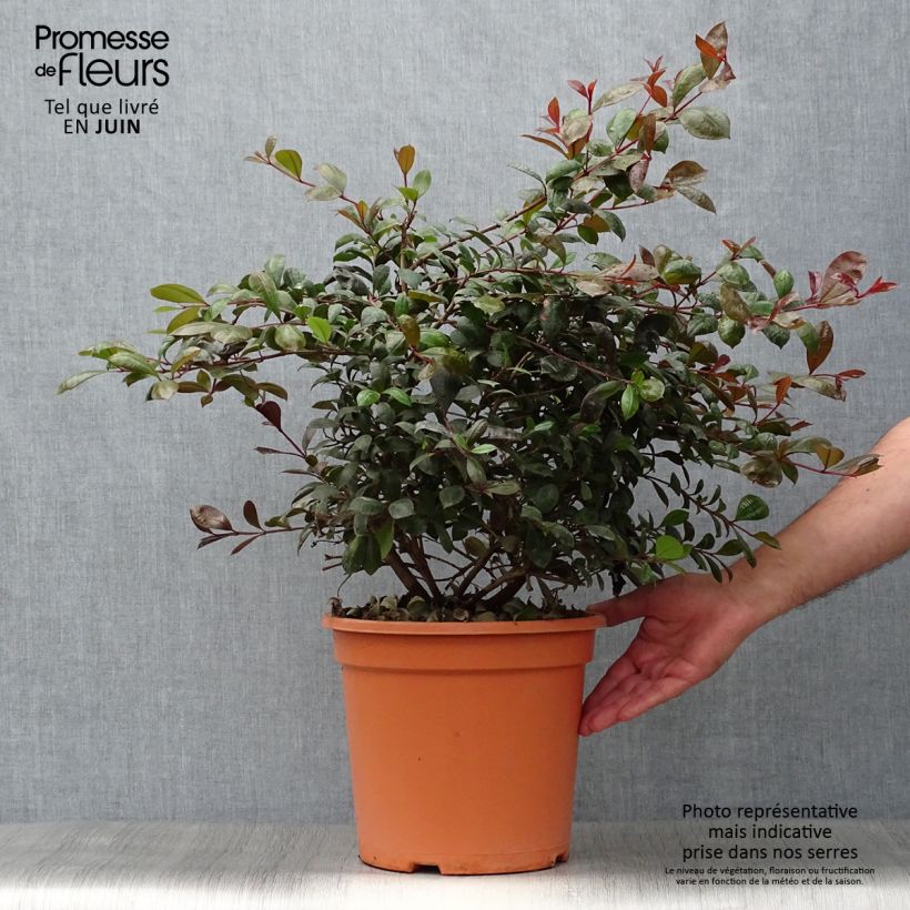 Ejemplar de Eugenia uniflora Etna Fire - Pitanga Maceta 7,5L/10L entregado en verano