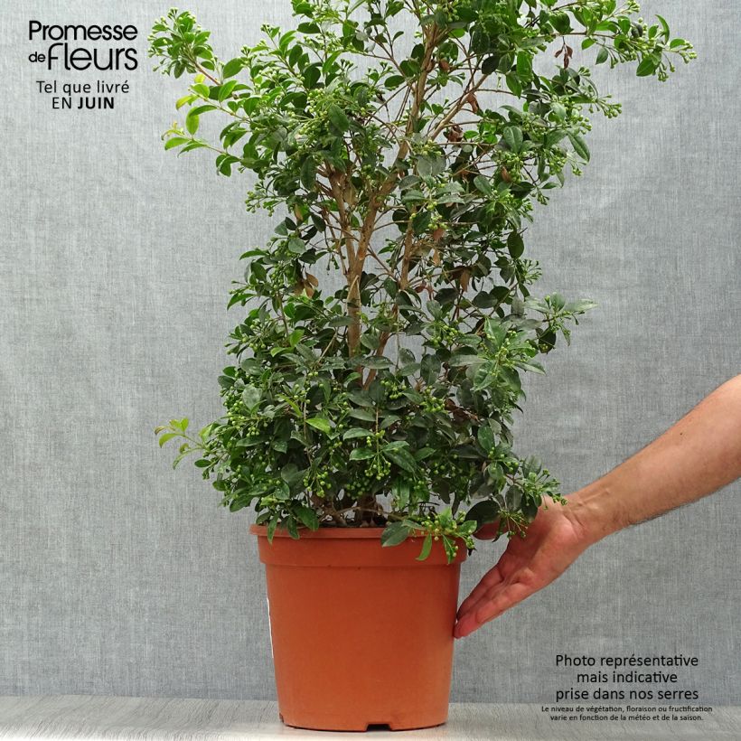 Ejemplar de Eugenia myrtifolia New Port - Myrte d'Australie Pot de 4L/5L entregado en verano