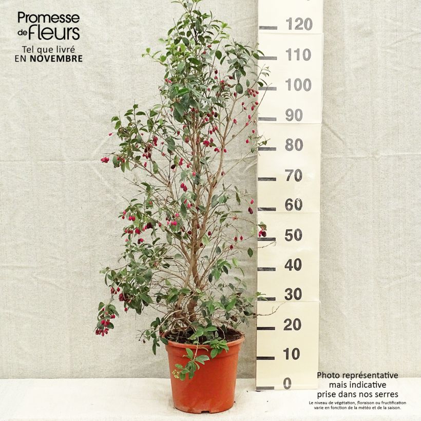 Ejemplar de Eugenia myrtifolia New Port Maceta 4L/5L entregado en otoño