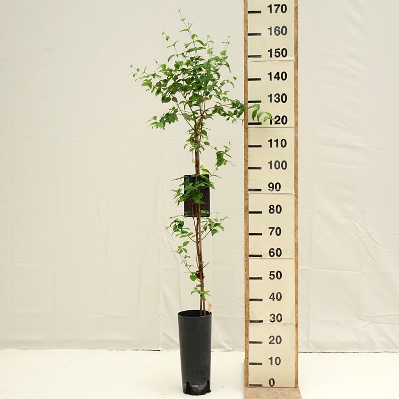 Pitanga - Eugenia uniflora Maceta 6L/7L Ejemplar entregado en la primavera