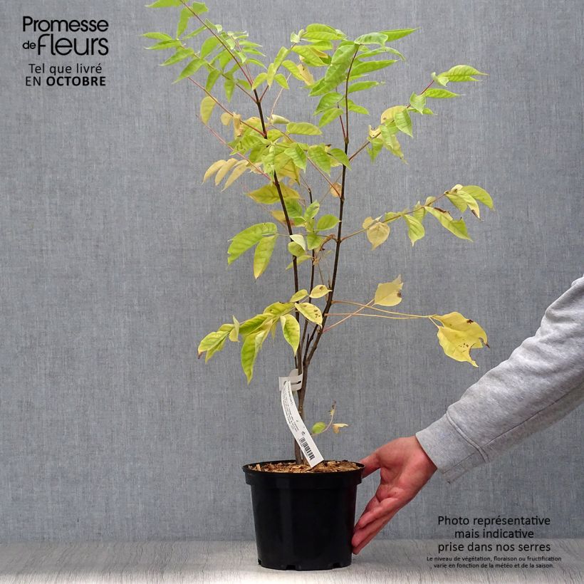 Ejemplar de Tetradium daniellii - Árbol de las abejas Maceta 2L/3L entregado en otoño