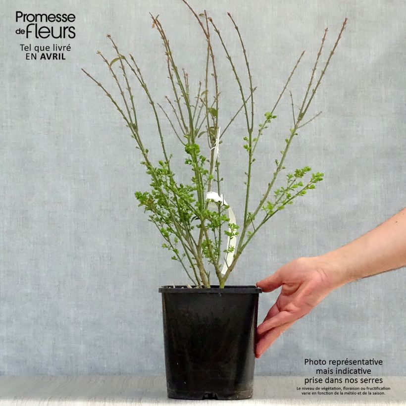 Euonymus alatus Ciliatodentatus - Evónimo alado Maceta 4L/5LAltura de entrega aprox. 40/50cm Ejemplar entregado en la primavera