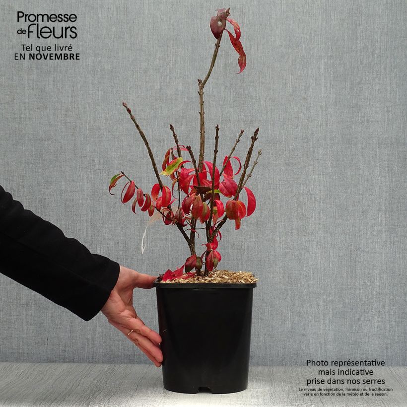 Ejemplar de Euonymus alatus Compactus - Evónimo alado Maceta 4L/5L entregado en otoño