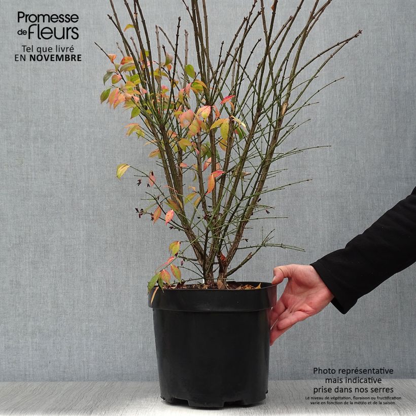 Ejemplar de Euonymus alatus Compactus - Evónimo alado Maceta 7,5L/10L entregado en otoño